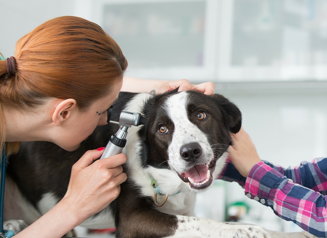 Business Insurance - Friendly Vet Checks a Dog's Ears
